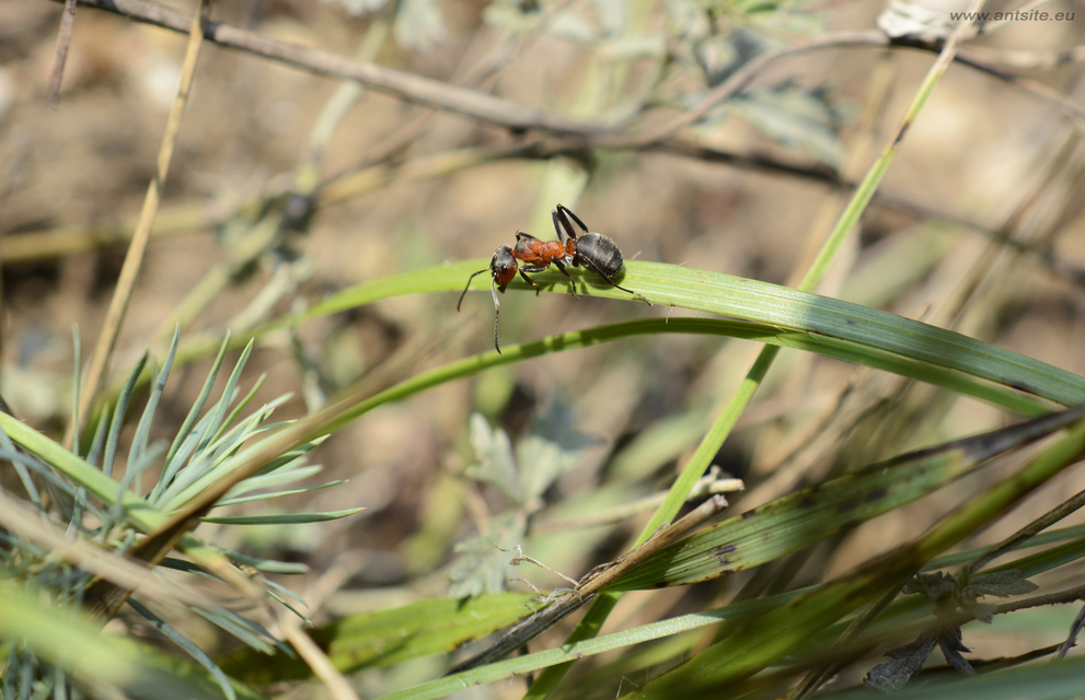 Formica pratensis - réti vöröshangya