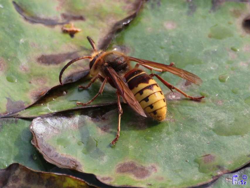 Vespa crabro - lódarázs