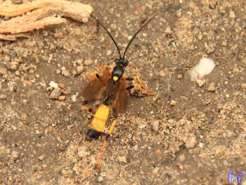 Ichneumoninae