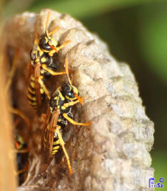 Polistes dominulus - déli papírdarázs