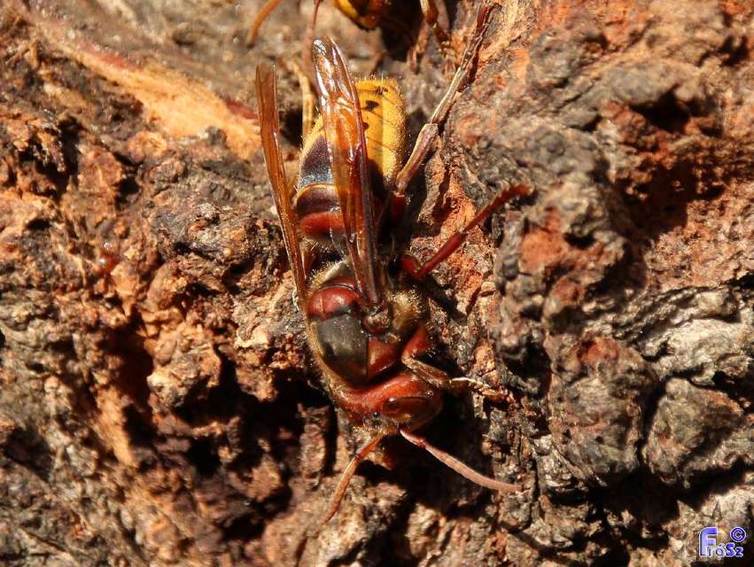 Vespa crabro - lódarázs