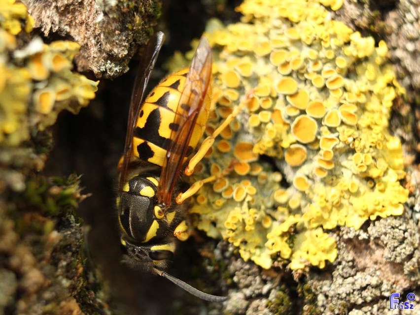 Vespula germanica - német darázs
