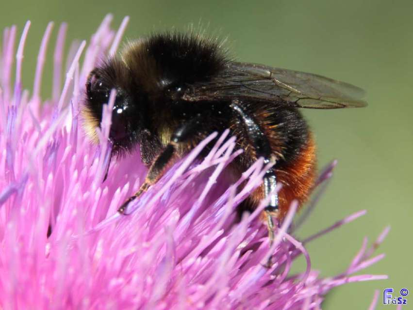 Bombus ruderarius