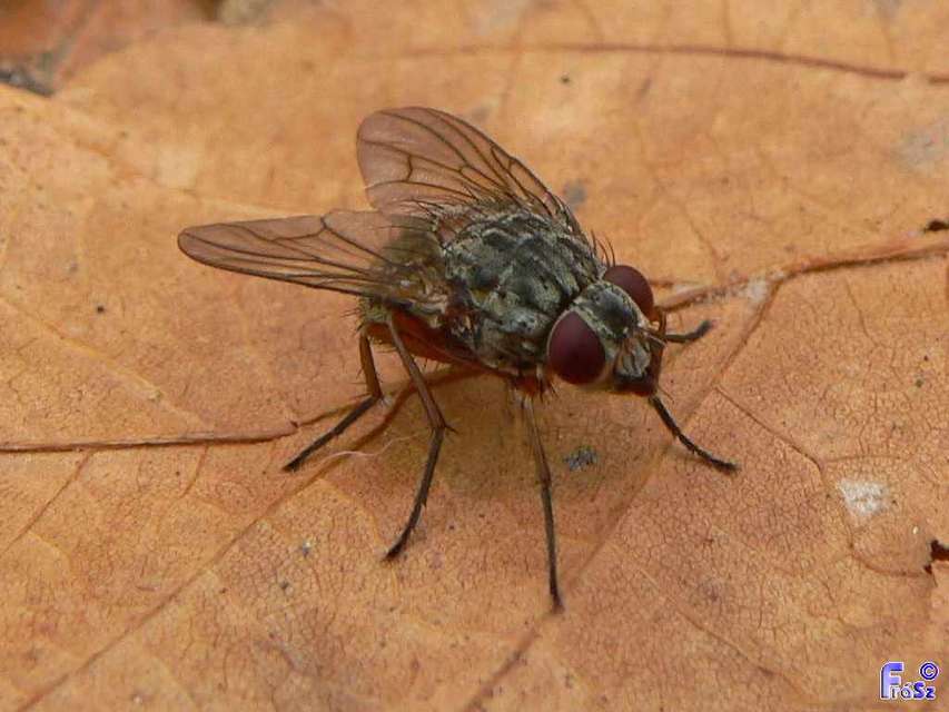 Muscidae - igazi legyek