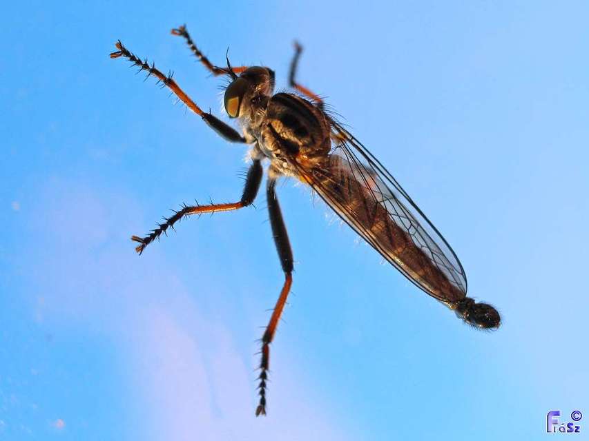 Asilidae - rablólégyfélék