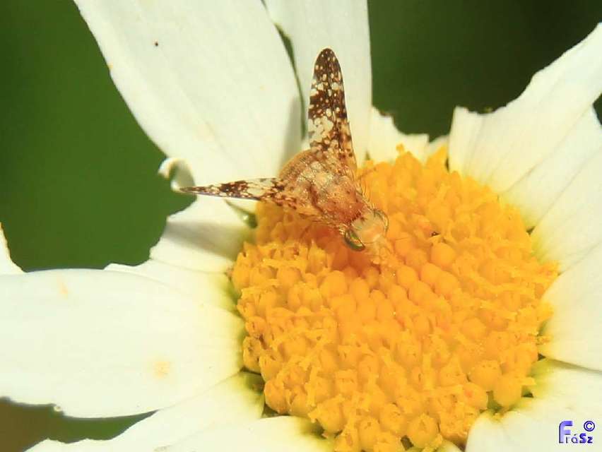 Tephritidae - fúrólégyfélék