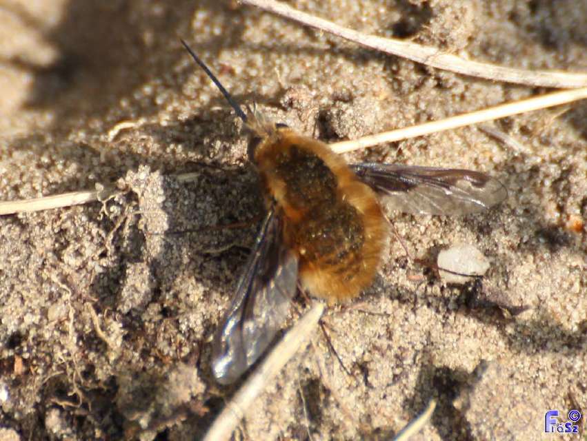 Bombylius major - szegélyes pöszörlégy