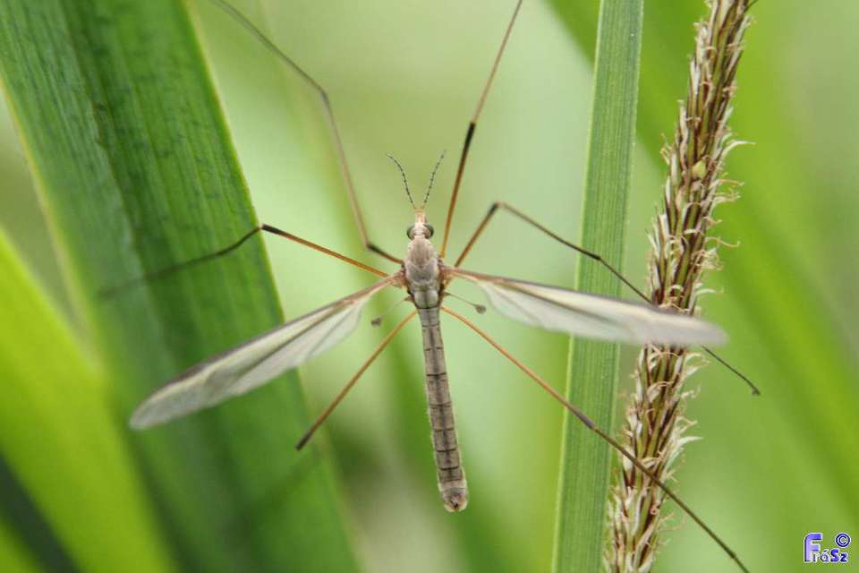 Tipula