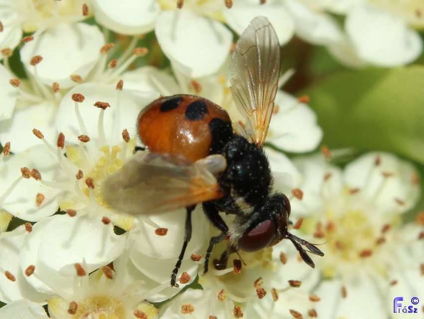 Gymnosoma