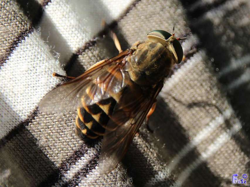 Tabanus