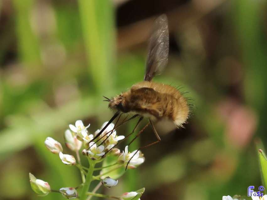 Bombylius major - szegélyes pöszörlégy