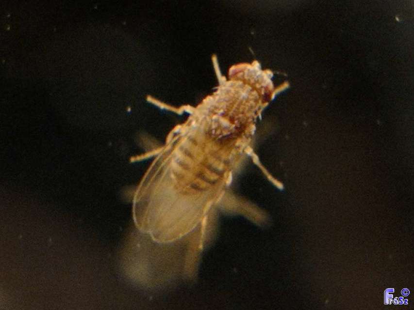 Drosophilidae - muslicafélék