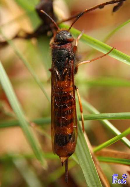 Tremex fuscicornis - sárgagyűrűs fadarázs