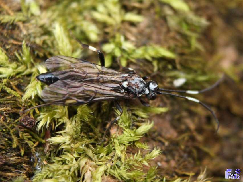 Ichneumoninae