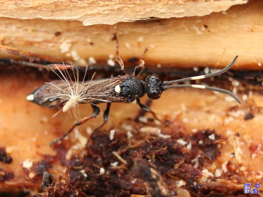 Ichneumoninae