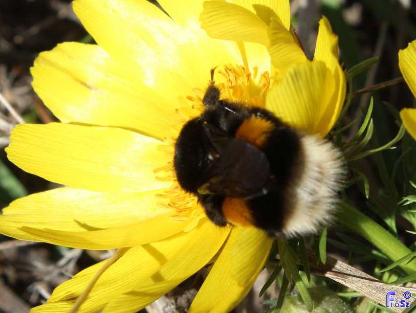 Bombus terrestris/lucorum