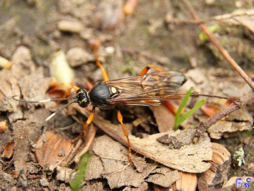 Ichneumoninae