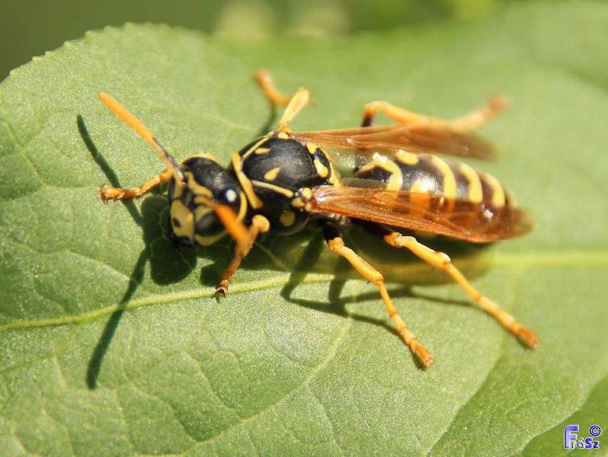 Polistes dominulus - déli papírdarázs