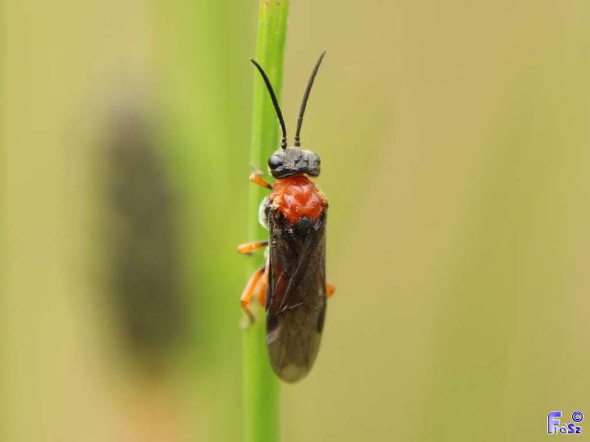 Tenthredinidae - valódi levéldarazsak