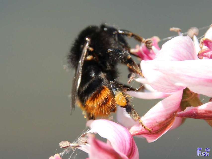 Bombus ruderarius