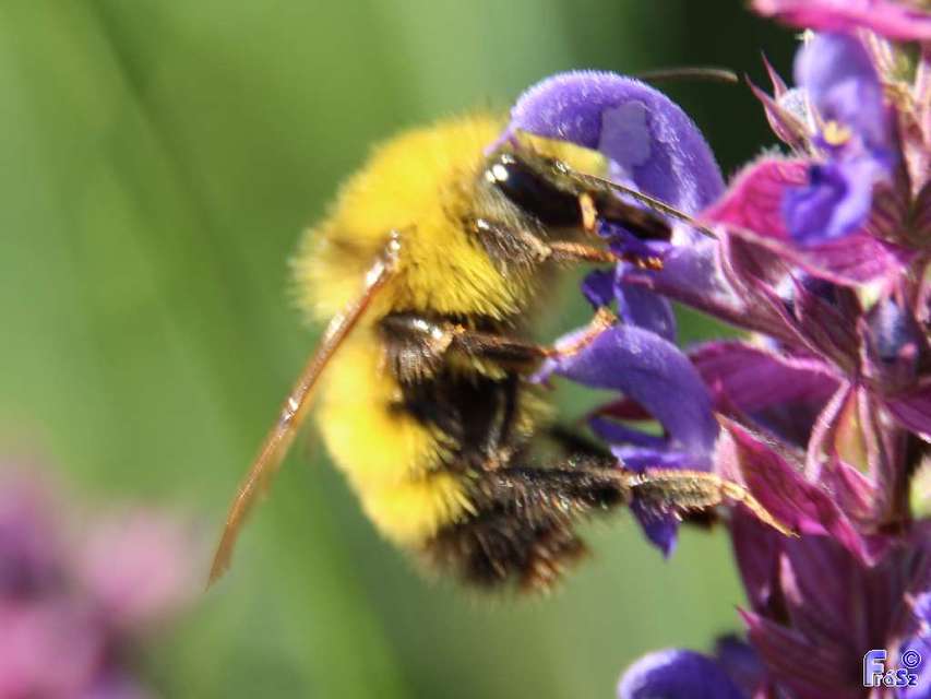Bombus haematurus - mediterrán poszméh