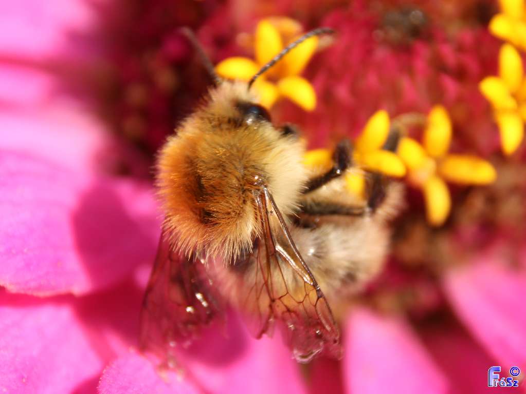 Bombus muscorum - sárga poszméh