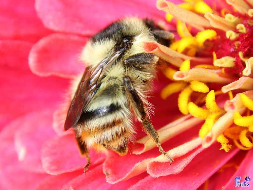 Bombus sylvarum - erdei poszméh