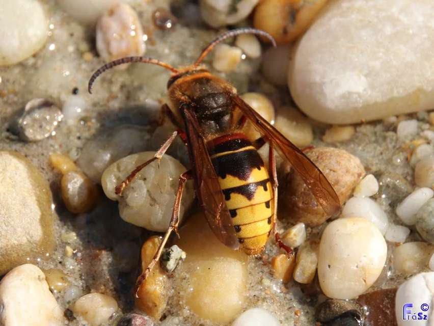Vespa crabro - lódarázs