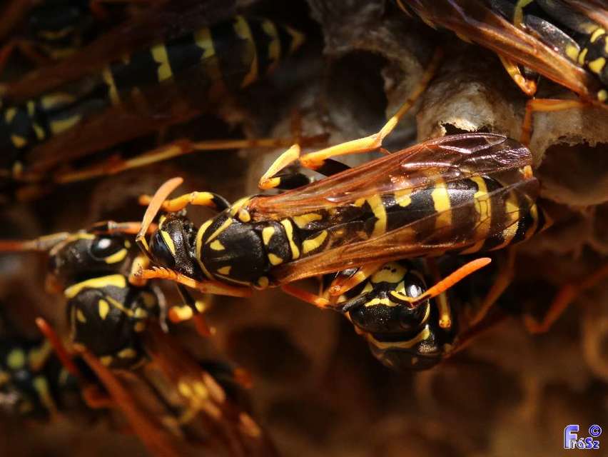 Polistes dominulus - déli papírdarázs