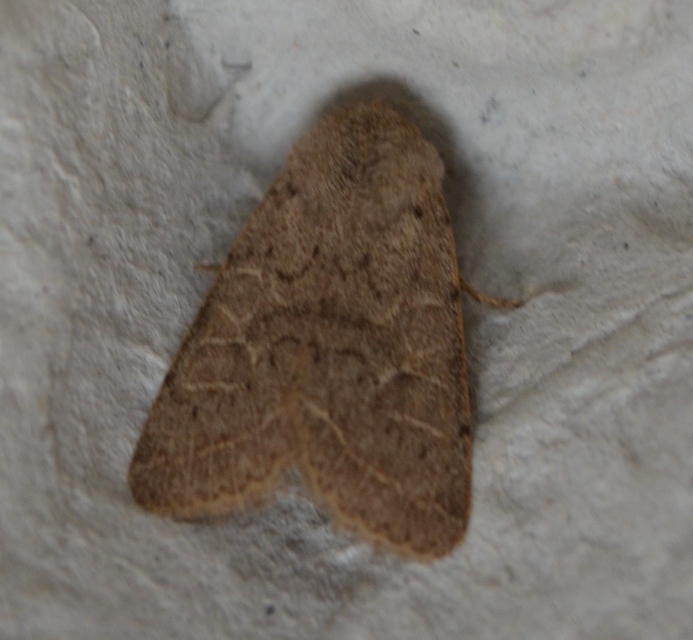 Orthosia cerasi - közepes barkabagoly