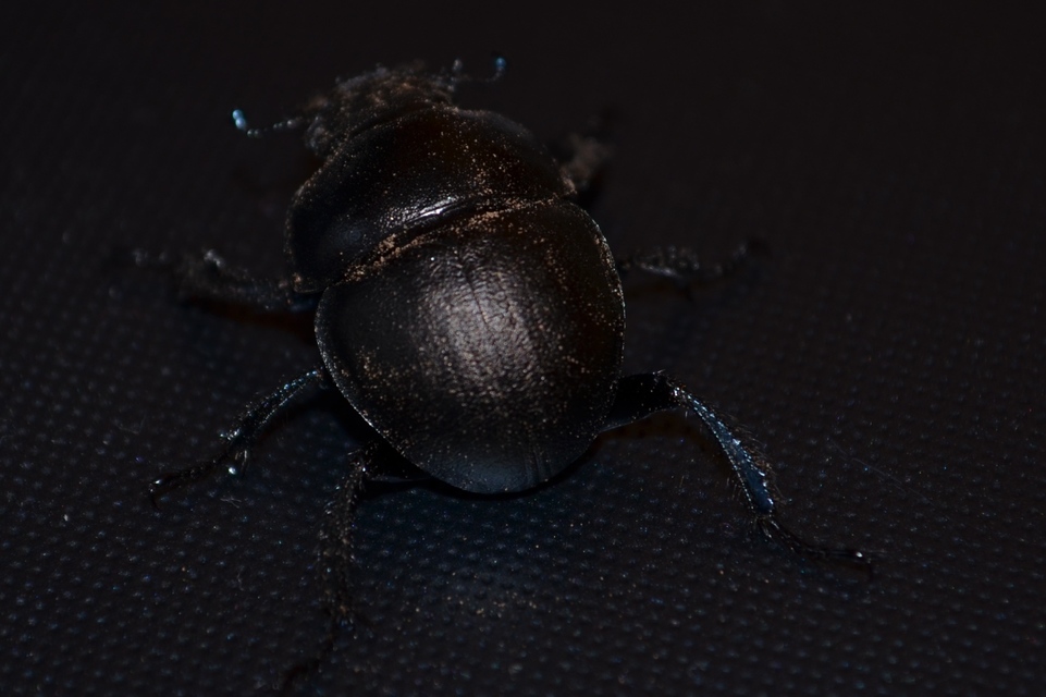 Lethrus apterus - nagyfejű csajkó