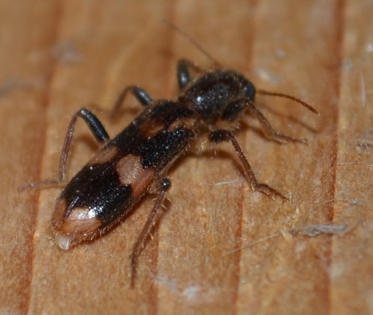 Opilo mollis - közönséges szúfarkas