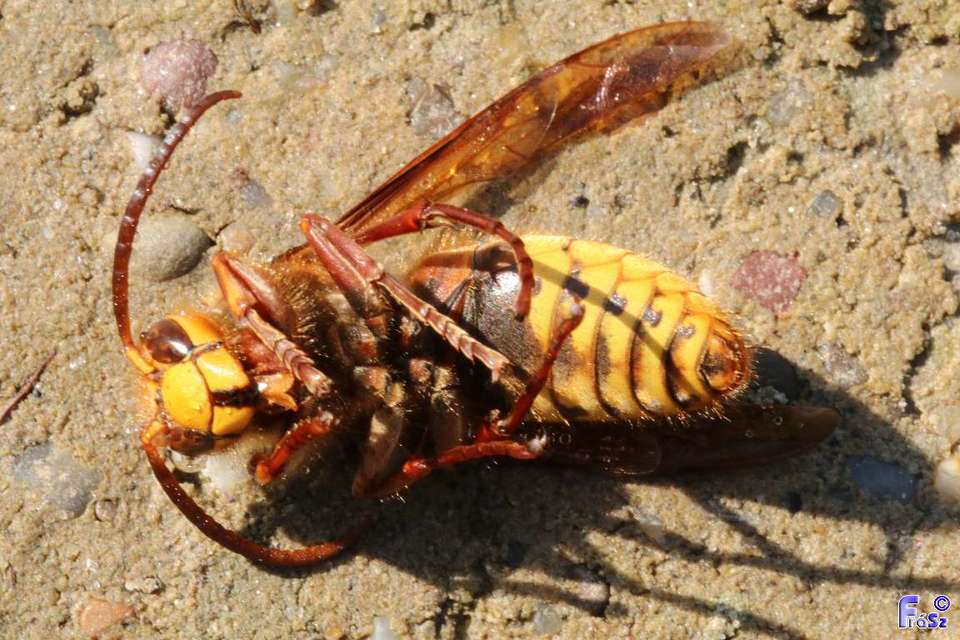 Vespa crabro - lódarázs