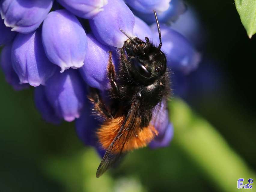 Osmia cornuta - szarvas faliméh