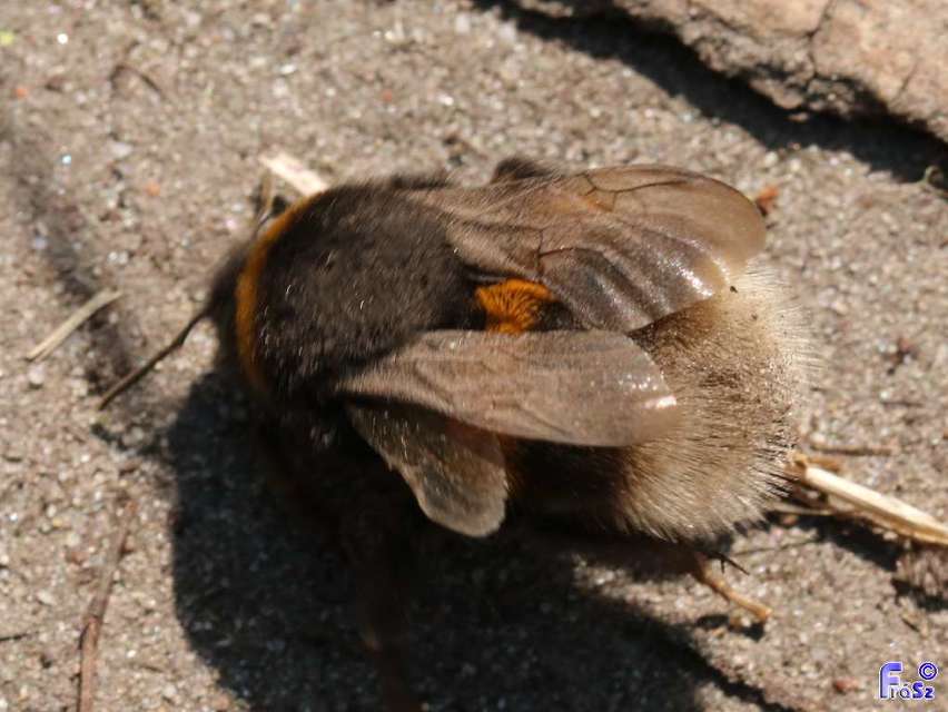 Bombus terrestris/lucorum
