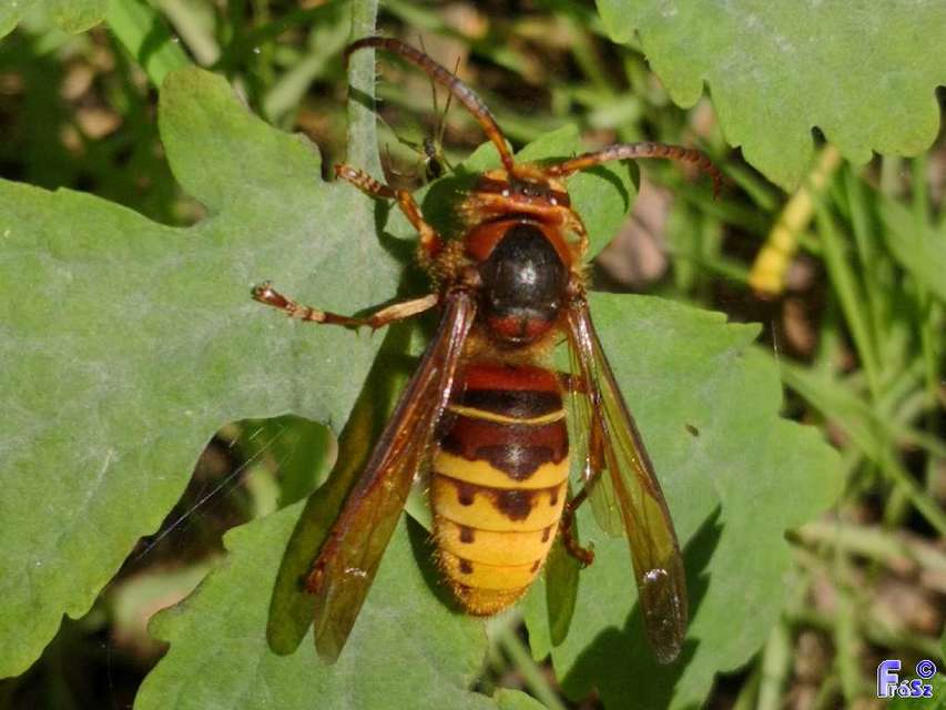 Vespa crabro - lódarázs