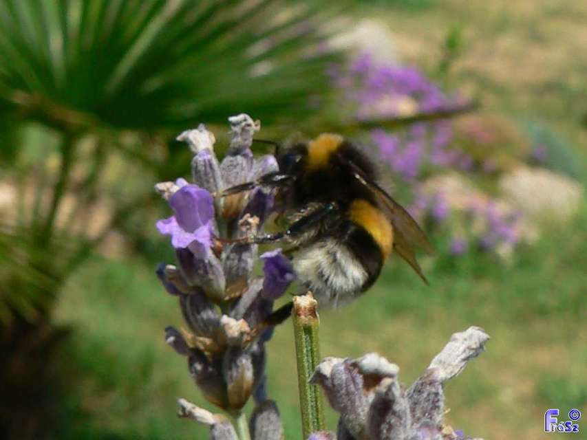 Bombus terrestris/lucorum
