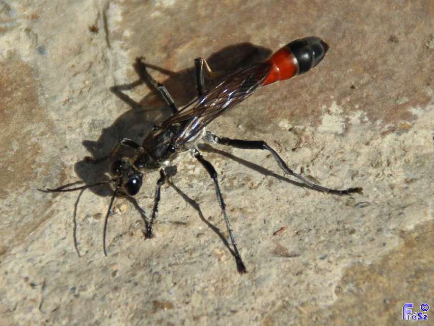 Ammophila