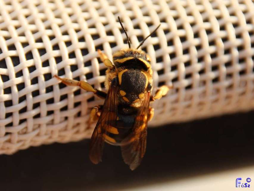 Anthidium