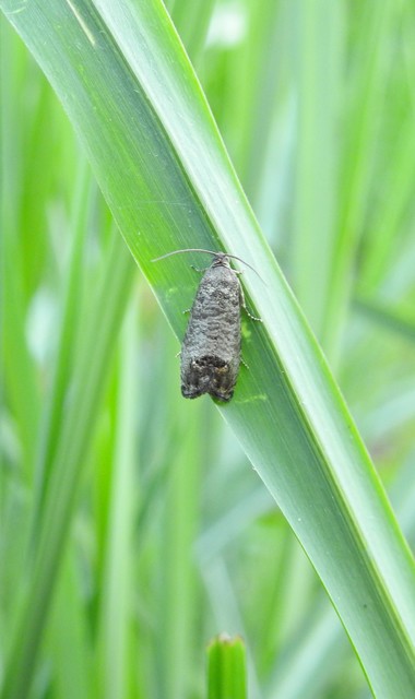 Cydia pomonella - almamoly