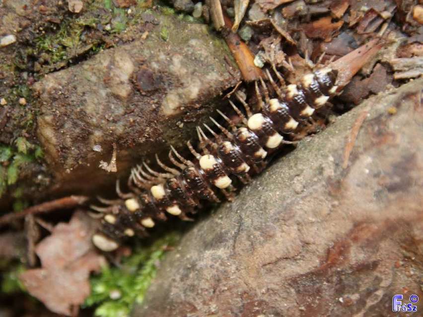 Polydesmidae