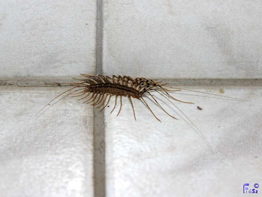 Scutigera coleoptrata - légyölő pókszázlábú