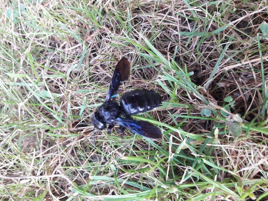 Xylocopa