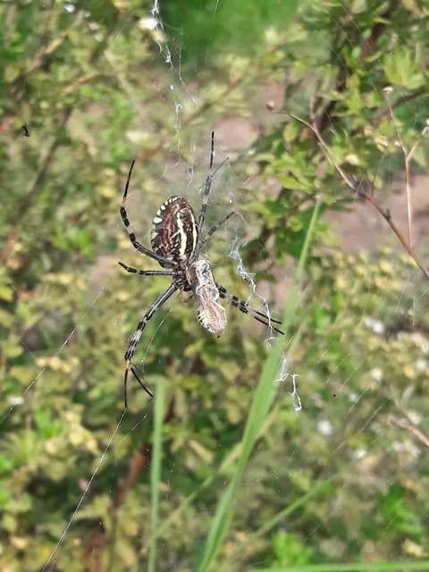 Argiope bruennichi - darázspók