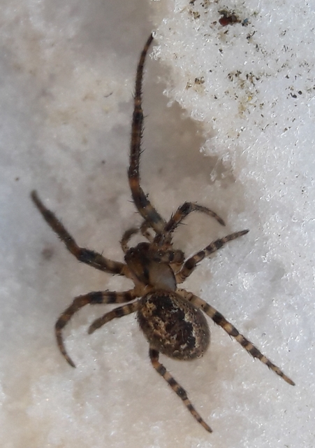 Leviellus stroemi