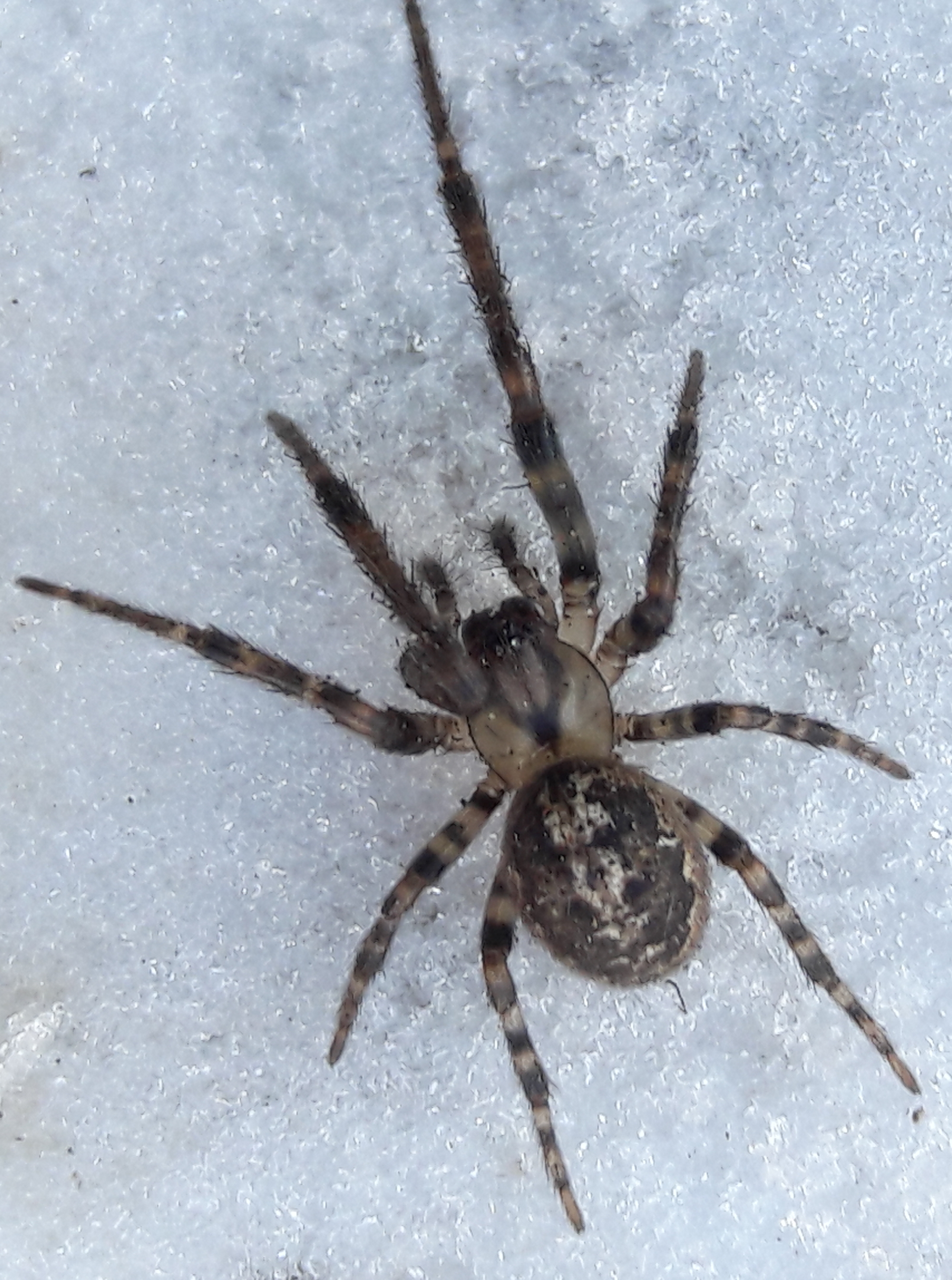 Leviellus stroemi