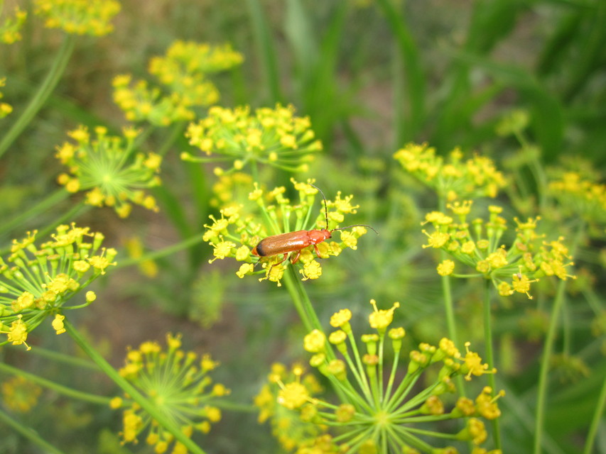 Rhagonycha fulva - feketevégű lágybogár