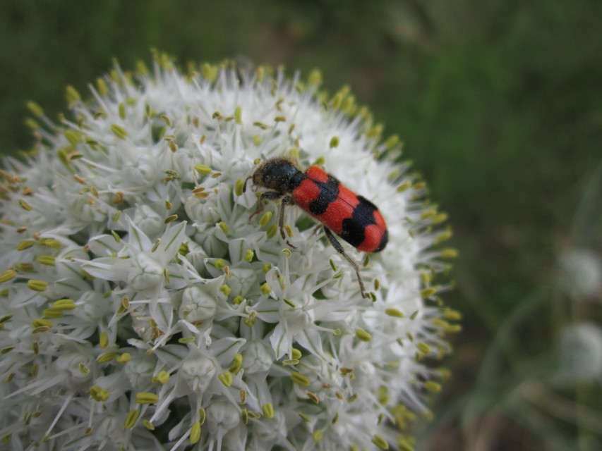 Trichodes apiarius - szalagos méhészbogár
