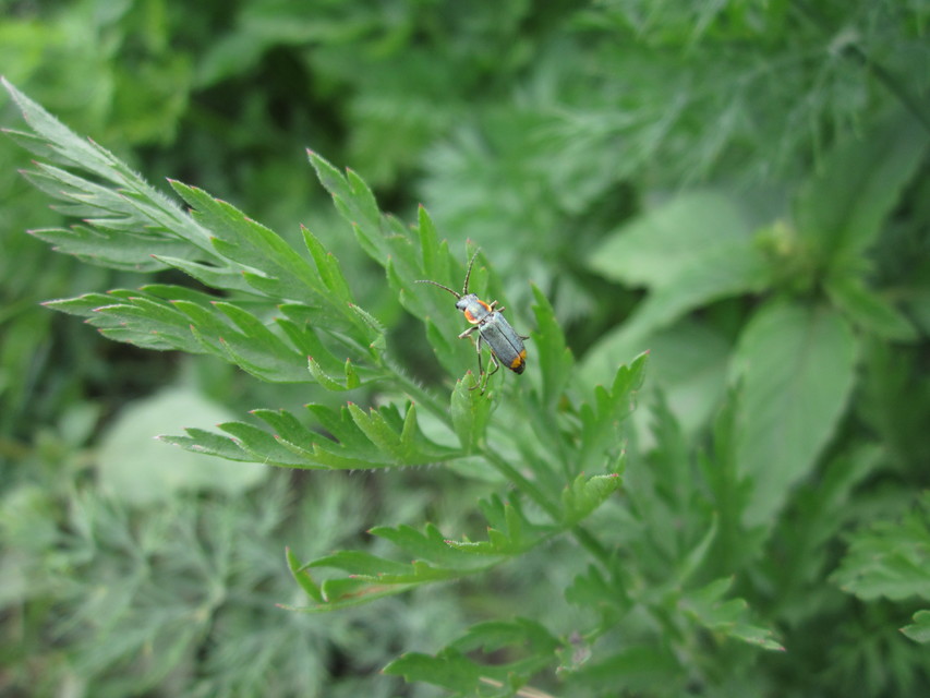 Melyridae - sziklaibogár-félék