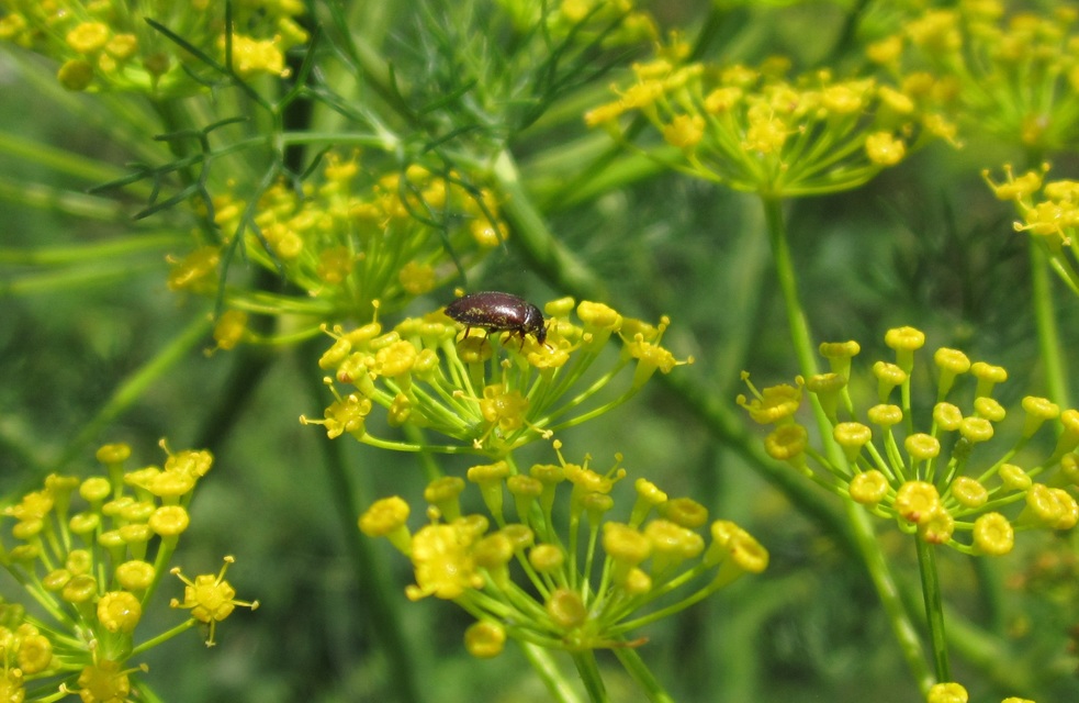 Attagenus brunneus - barna szűcsbogár
